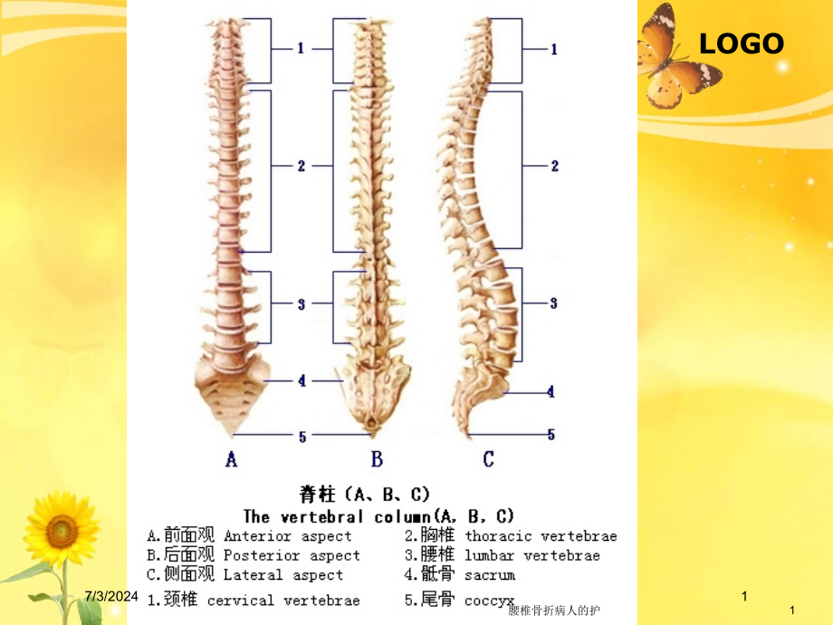 腰椎骨折病人的护培训ppt课件_第1页