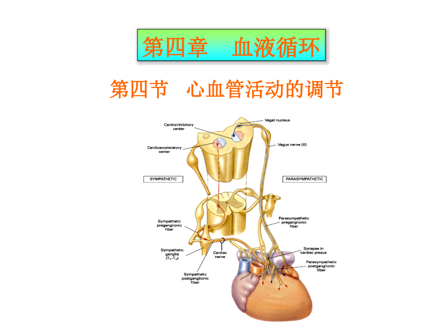 血液循环(心血管活动调节)课件_第1页