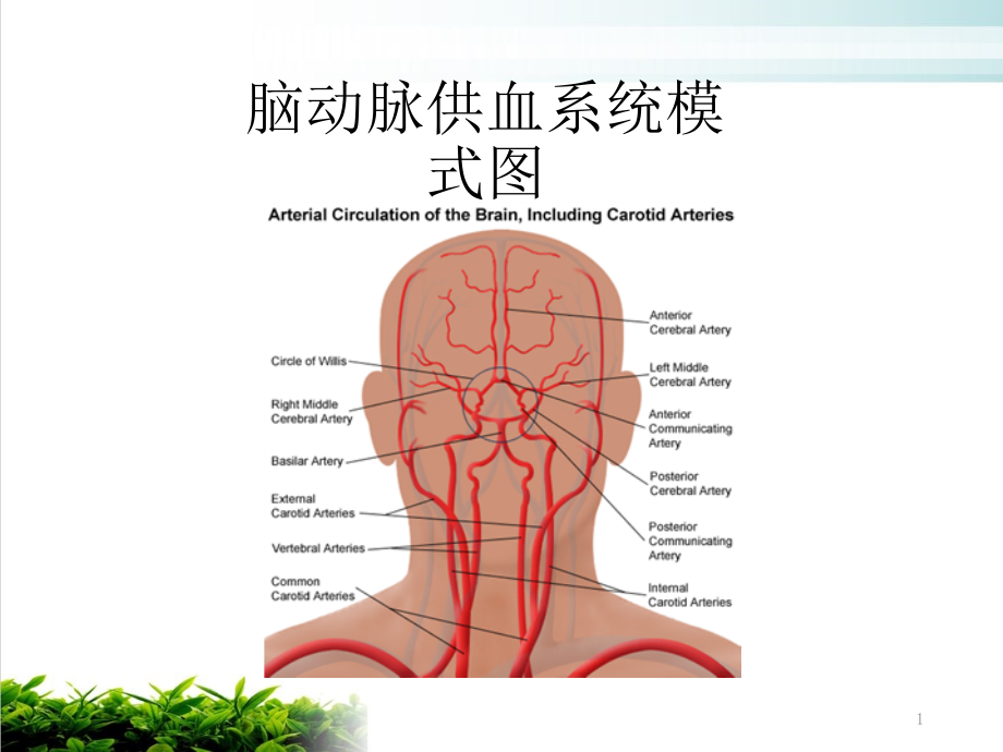 脑梗塞定位诊断-课件_第1页