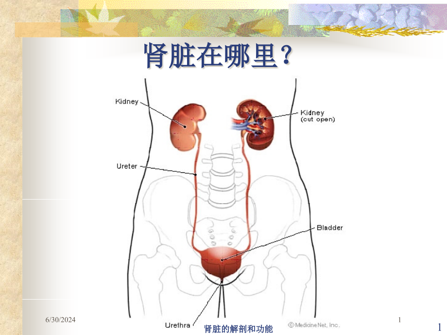 肾脏的解剖和功能培训ppt课件_第1页
