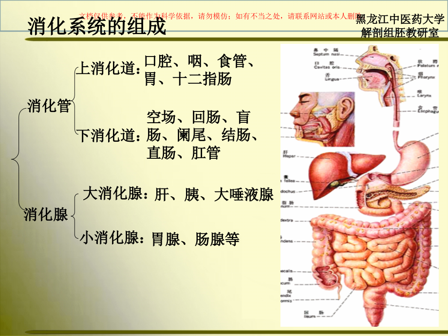 正常人体解剖学消化系统培训课件_第1页