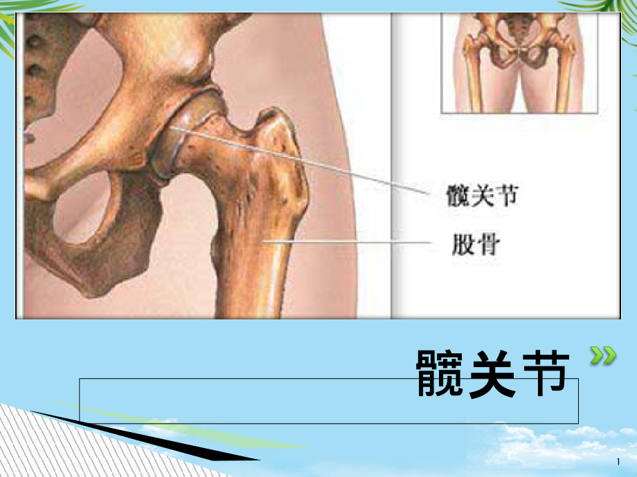 髋关节的解剖课件_第1页