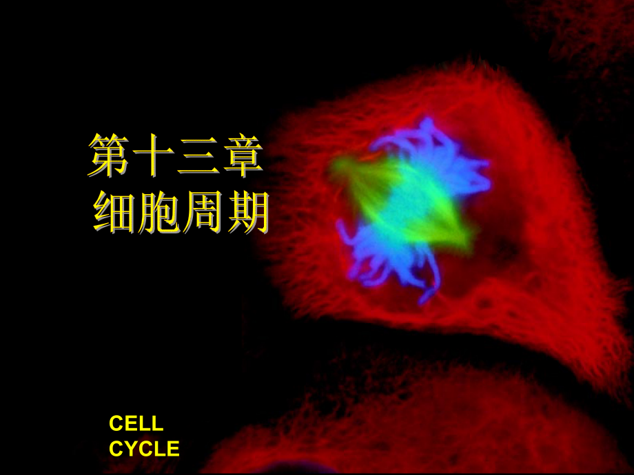 生物竞赛细胞周期课件_第1页