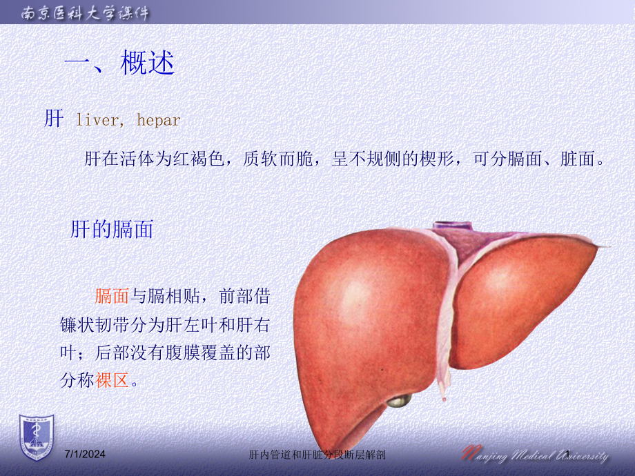 肝内管道和肝脏分段断层解剖培训ppt课件_第1页