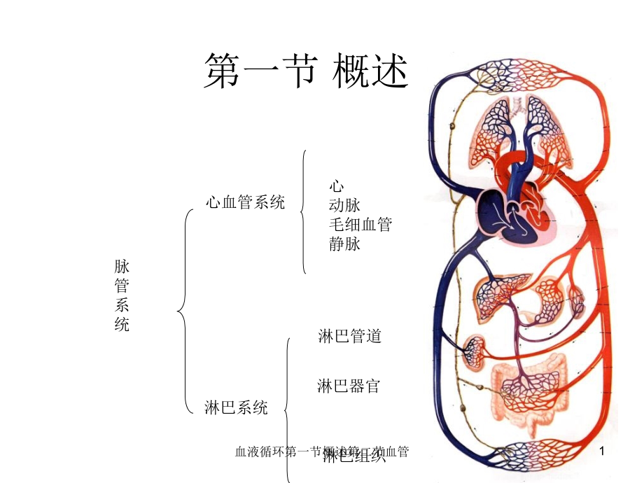 血液循环第一节概述第二节血管ppt课件_第1页