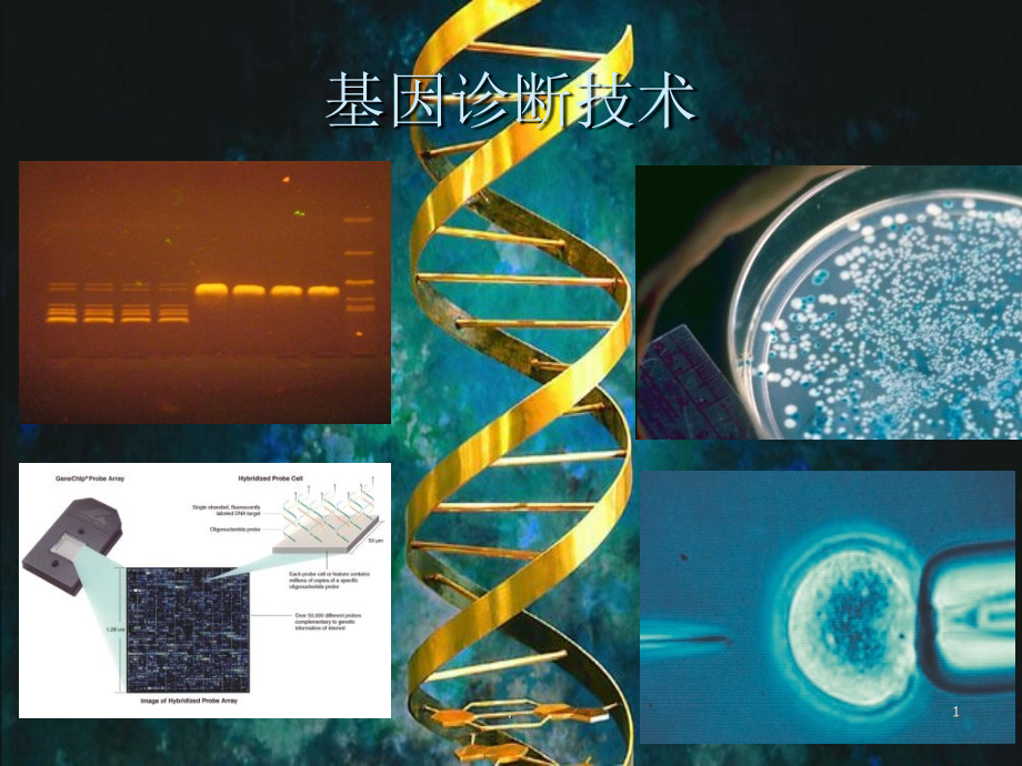 核酸分离纯化技术课件_第1页