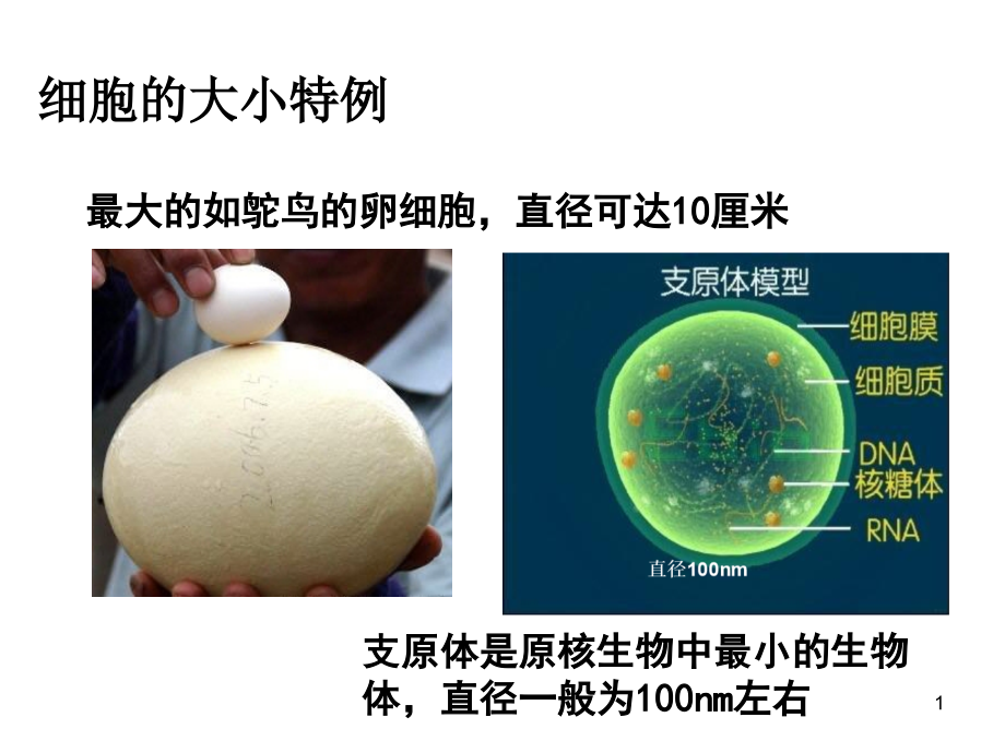 植物细胞有丝分裂过程特点课件_第1页