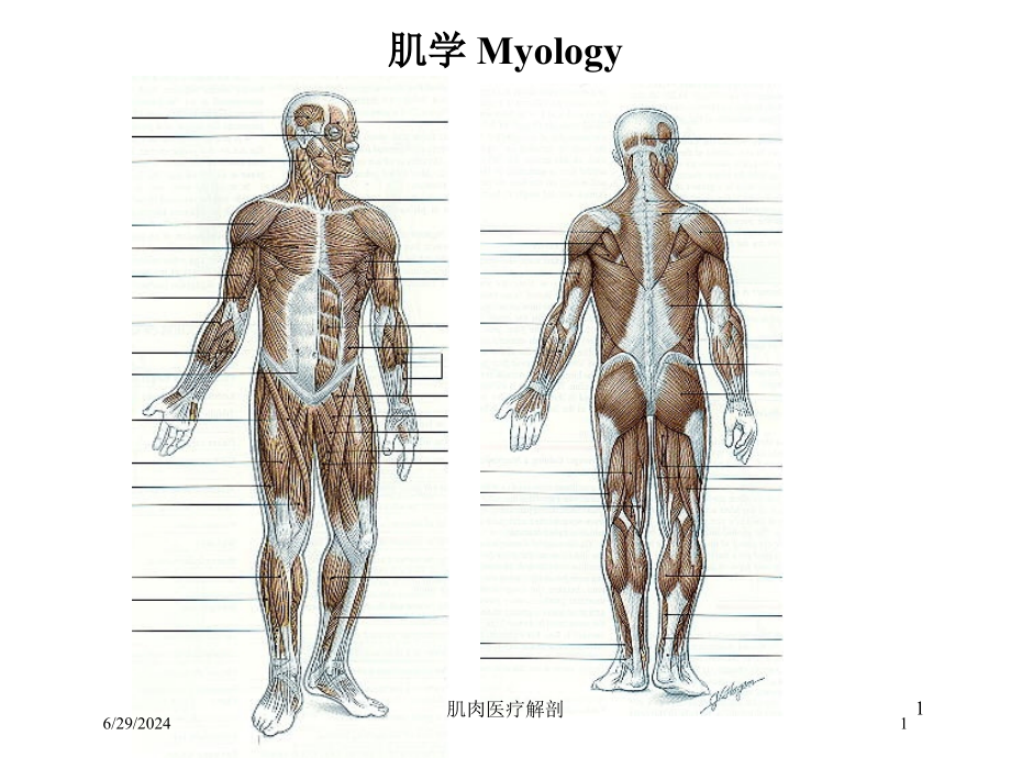 肌肉医疗解剖培训ppt课件_第1页