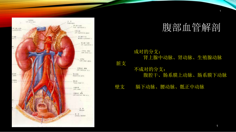 腹部血管疾病的超声诊疗培训ppt课件_第1页