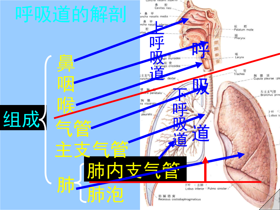 气管切开术的护理剖析课件_第1页