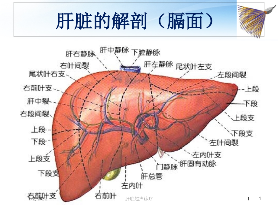 肝脏超声诊疗培训ppt课件_第1页