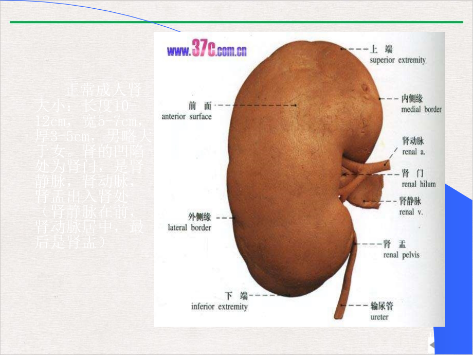 泌尿系统超声诊断新版课件_第1页