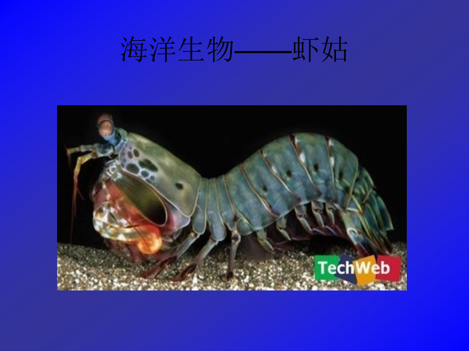 海洋生物虾姑课件_第1页