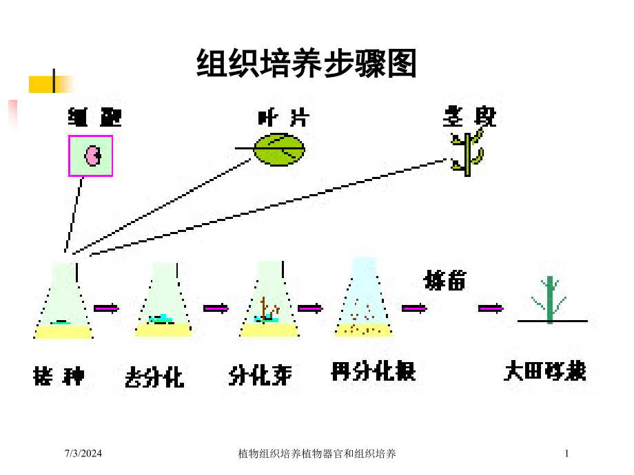 植物组织培养植物器官和组织培养培训课件_第1页