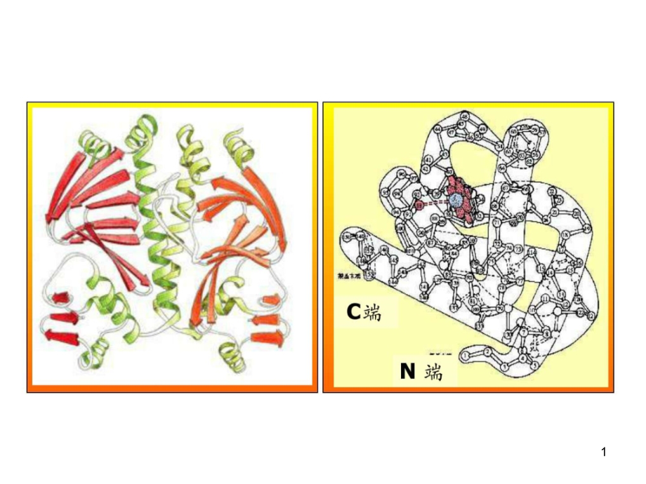 蛋白质变性与复性图文课件_第1页