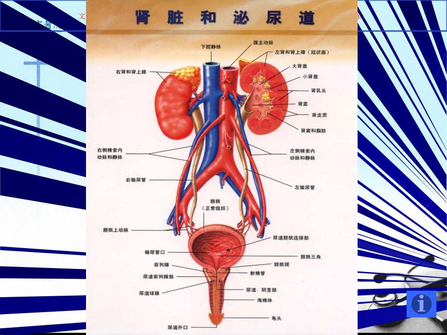 泌尿男生殖系统肿瘤宣讲培训课件1_第1页