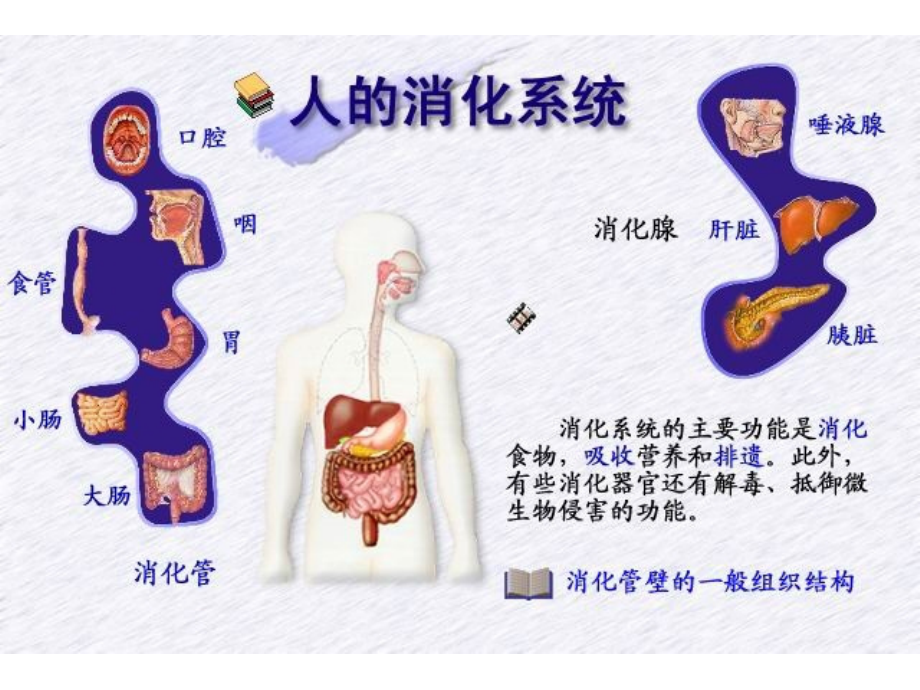 消化腺教学讲解课件_第1页