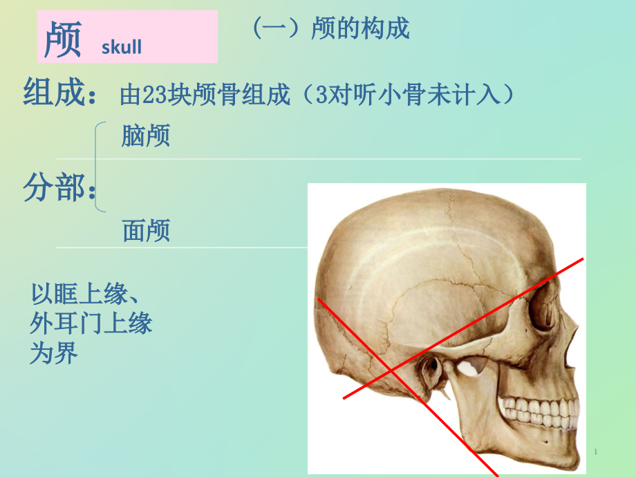 颅骨医学知识课件_第1页