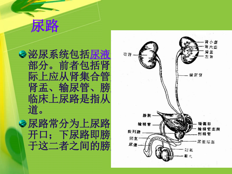 泌尿系梗阻及肾积水课件_第1页