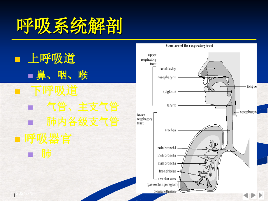 辅助呼吸技术课件_第1页