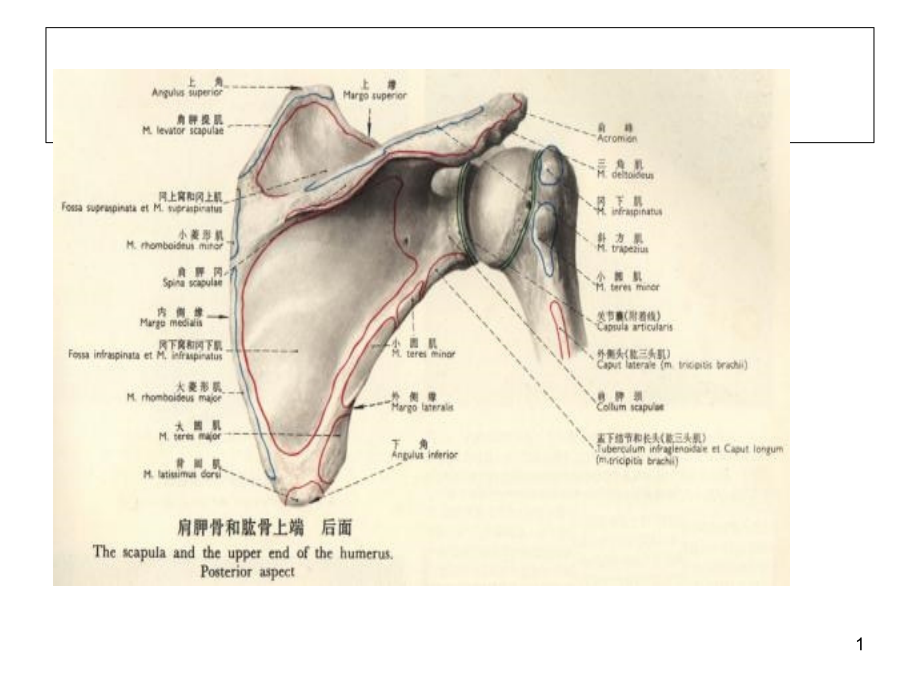 肩关节解剖及检查课件_第1页