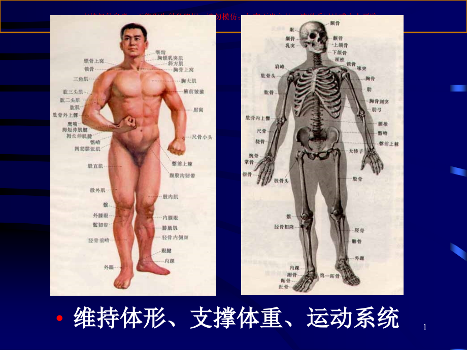 骨折概论专题培训培训ppt课件_第1页