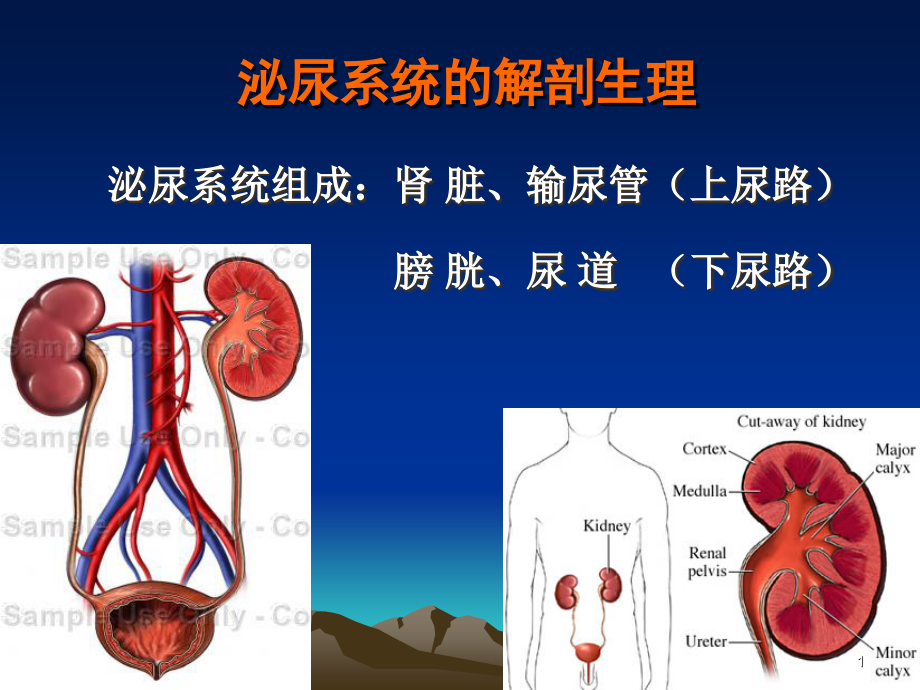 泌尿男性生殖系统疾病的主要症状和检查课件_第1页