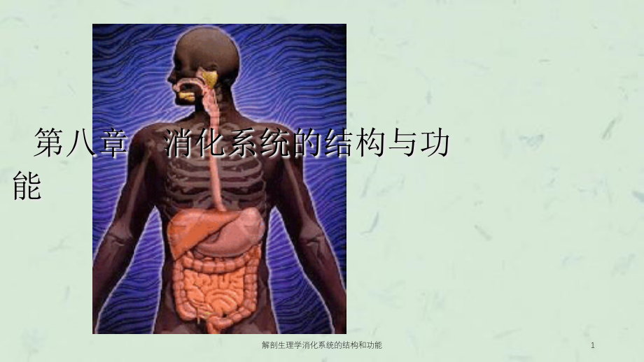 解剖生理学消化系统的结构和功能ppt课件_第1页