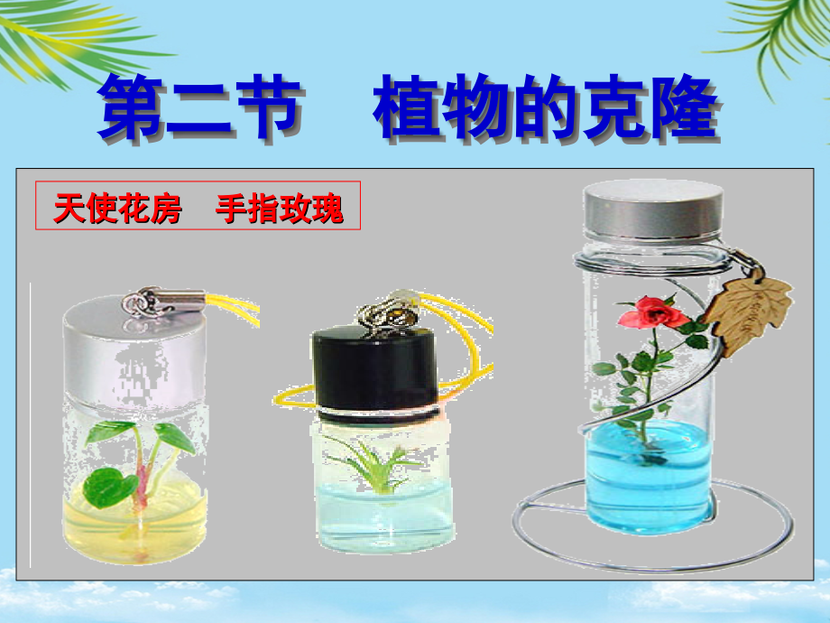 生物：《植物的克隆》全面資料課件_第1頁