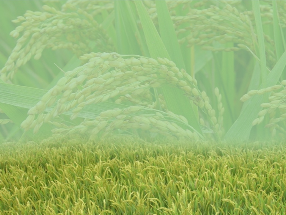水稻栽培技术-课件_第1页