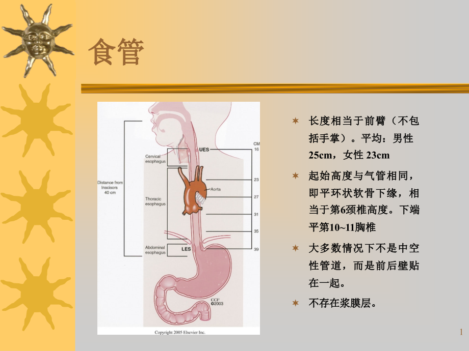 食管异物护理查房-课件_第1页