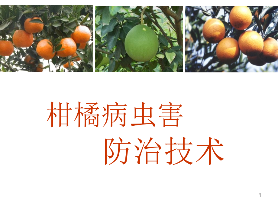 柑橘病虫害防治全面技术课件_第1页