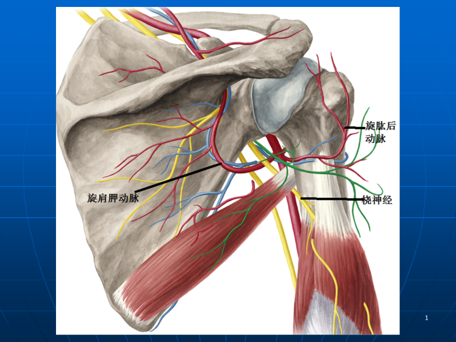 肩关节应用解剖1综述课件_第1页