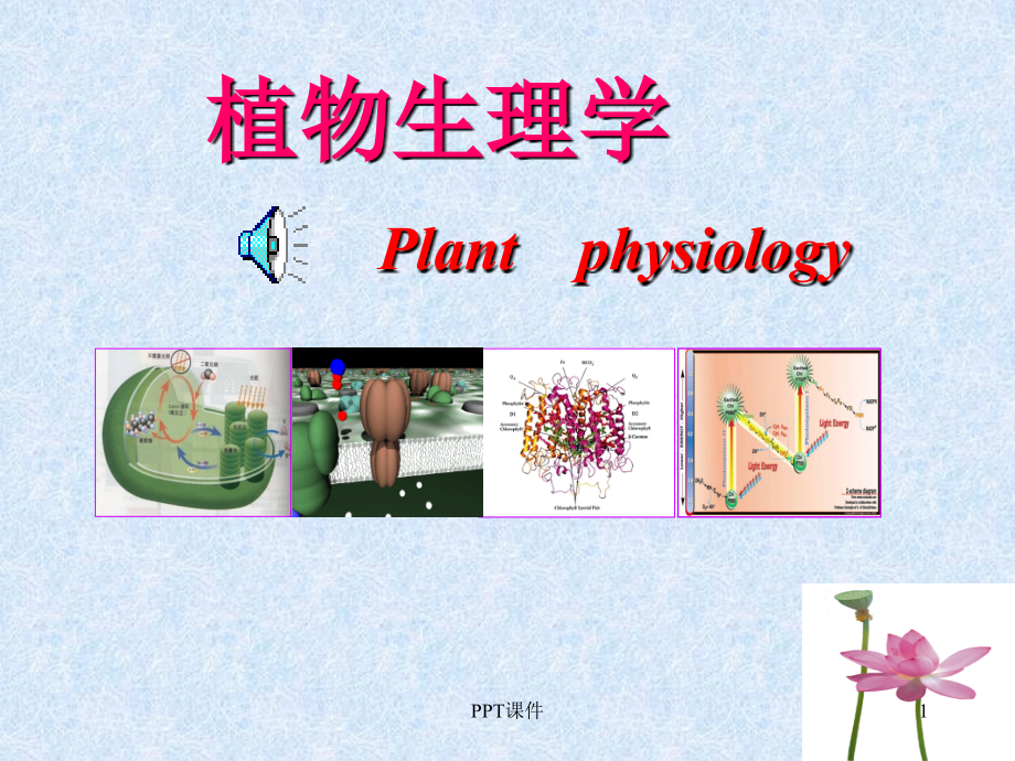 植物生理学--成熟与衰老--课件_第1页