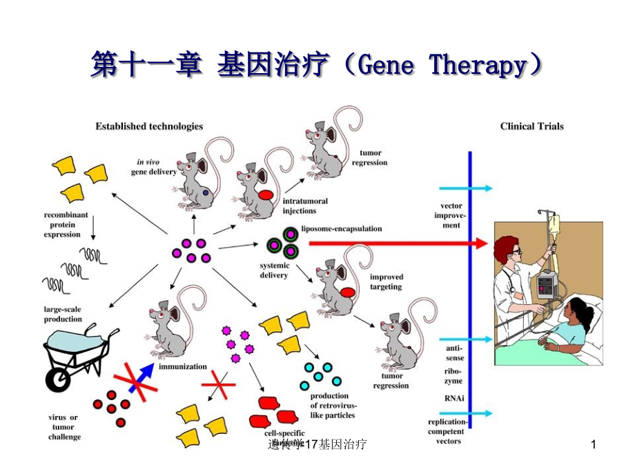 遗传学17基因治疗ppt课件_第1页