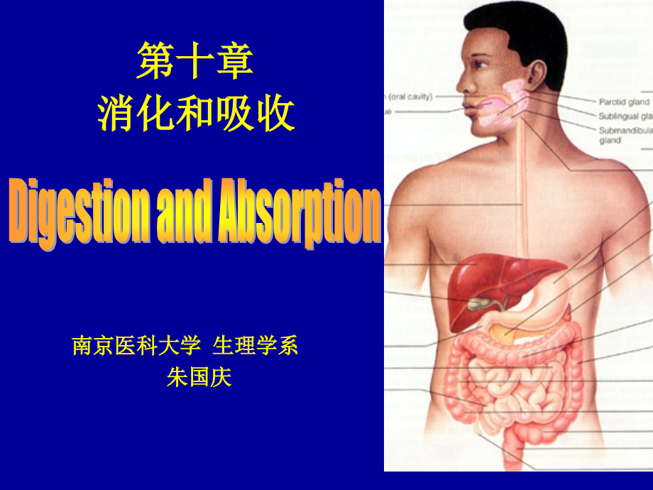 消化和吸收-人体机能学课件_第1页