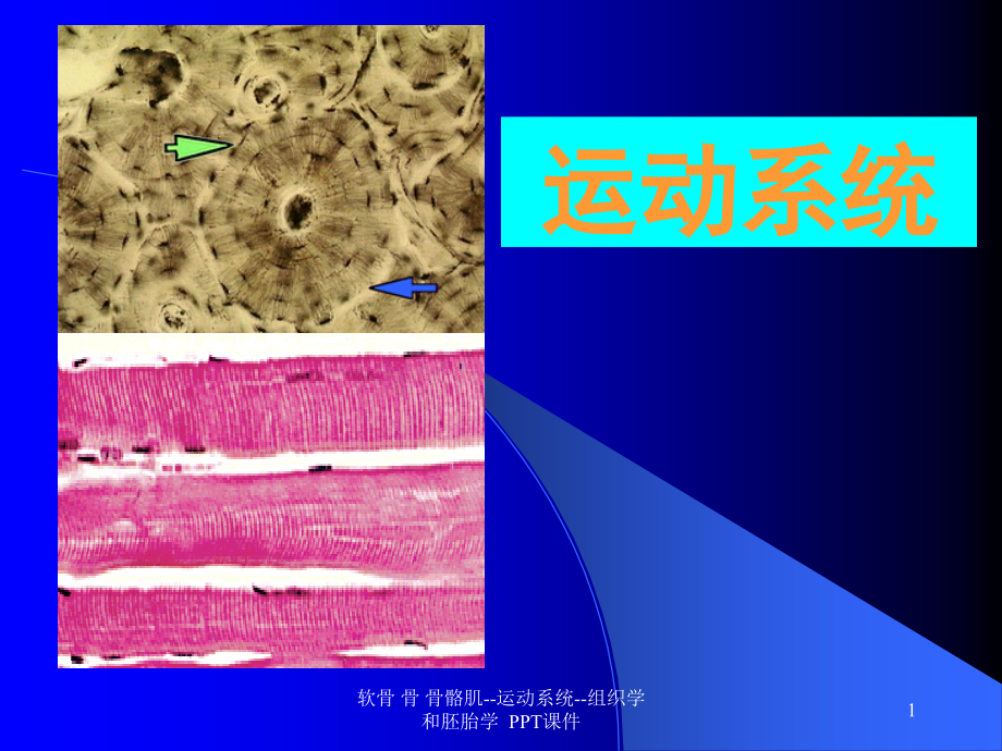 软骨-骨-骨骼肌运动系统组织学和胚胎学-课件_第1页