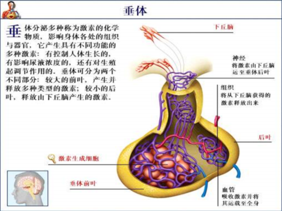 高泌乳素血症培训ppt课件_第1页