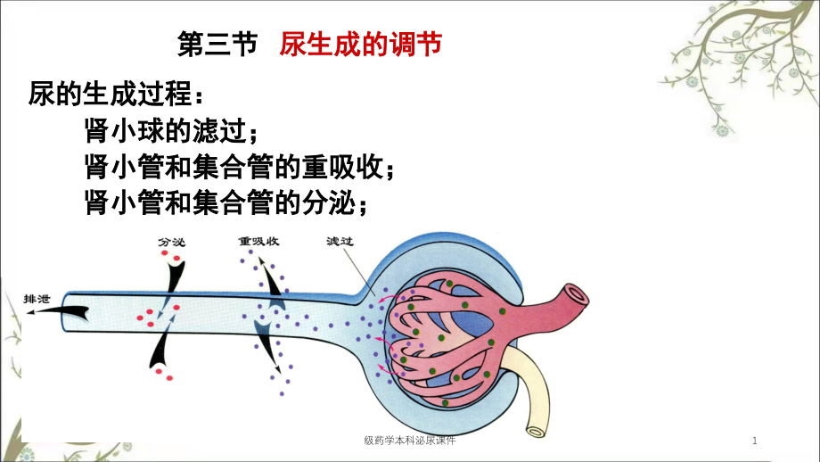 药学本科泌尿ppt课件_第1页