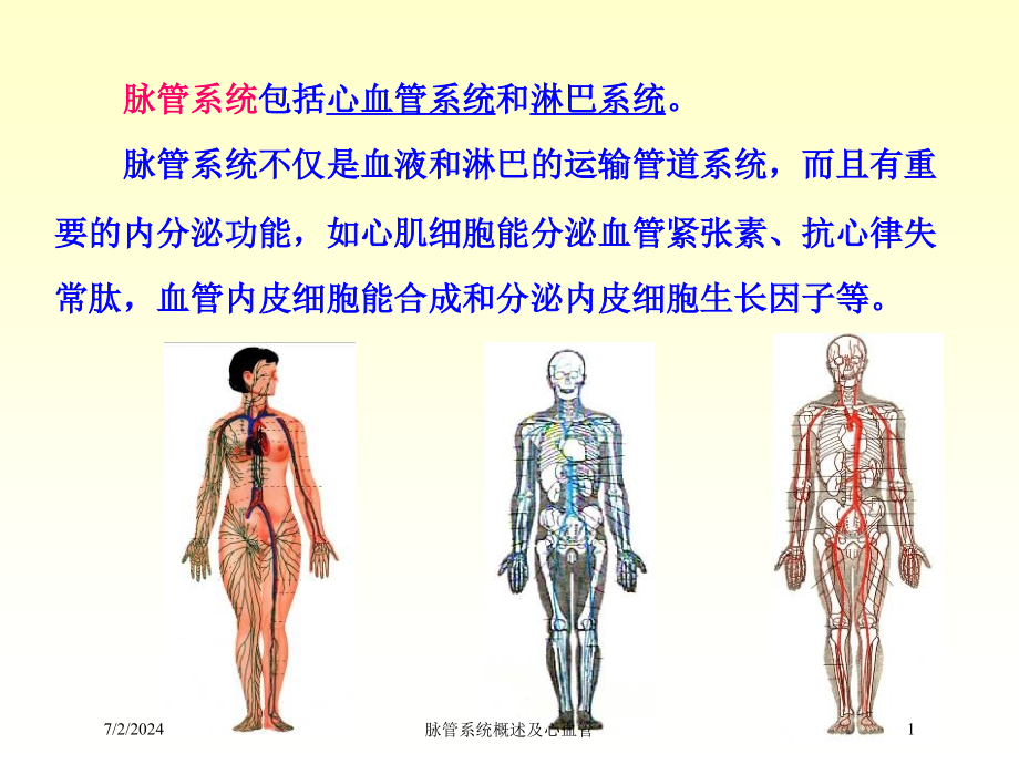 脉管系统概述及心血管培训ppt课件_第1页