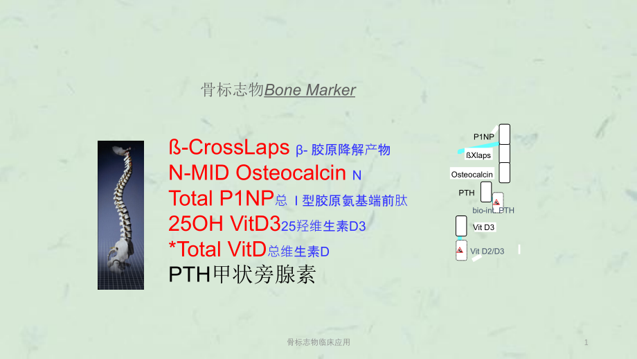 骨标志物临床应用ppt课件_第1页