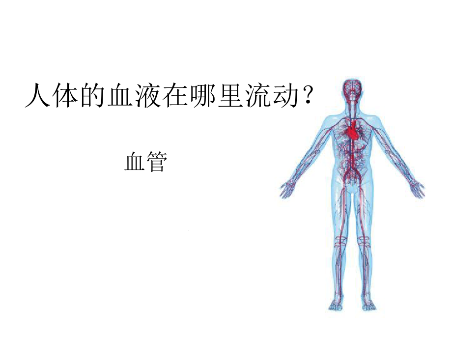 血流的管道血管课件_第1页