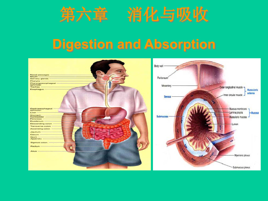 消化与吸收课件1_第1页