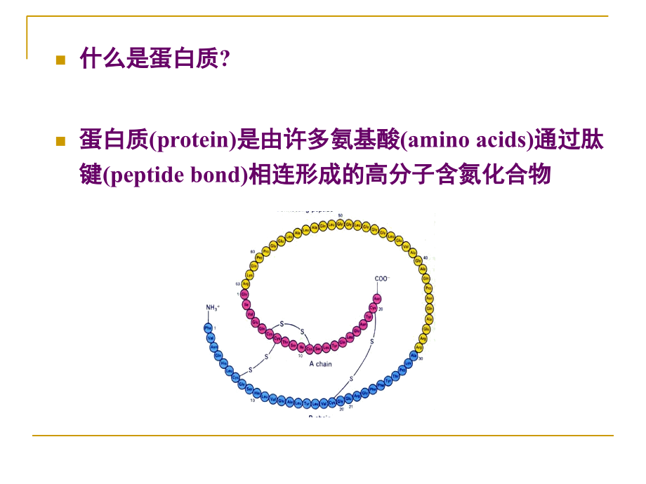 生物化学蛋白质的结构和功能专题培训课件_第1页