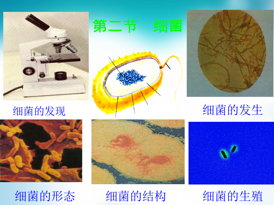 八年级生物上册+542+细菌课件1+（新版）新人教版课件_第1页