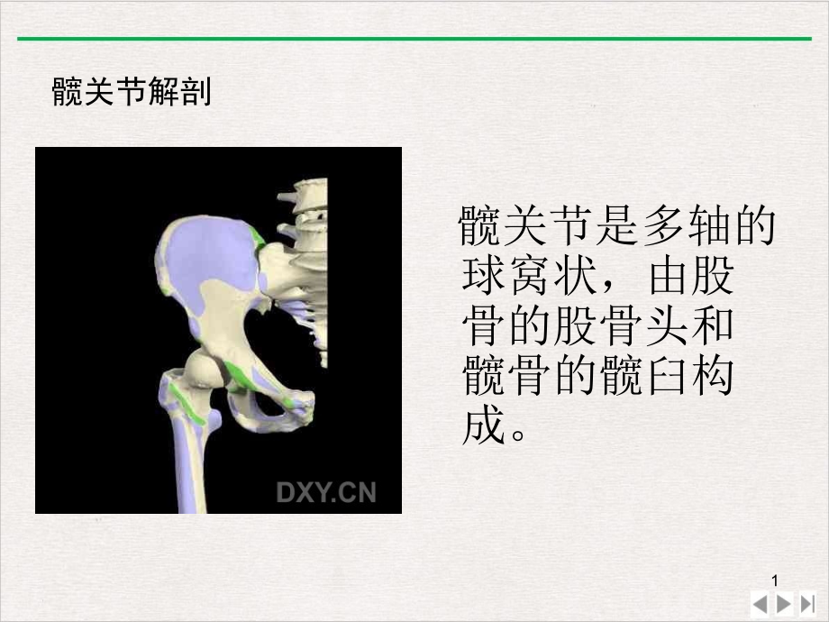 髋关节及其常见病ppt课件_第1页