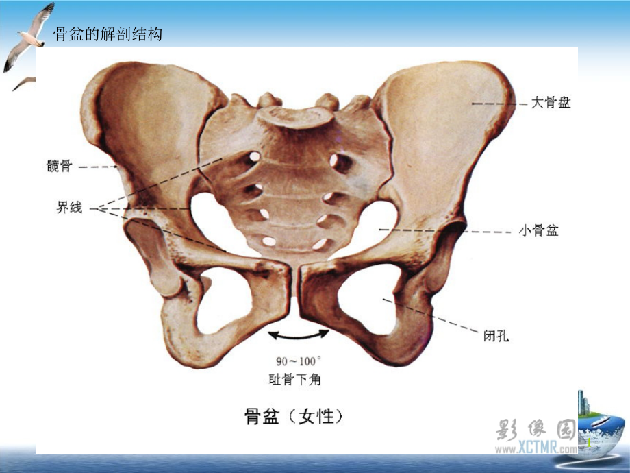 骨盆骨折的并发症护理ppt课件_第1页