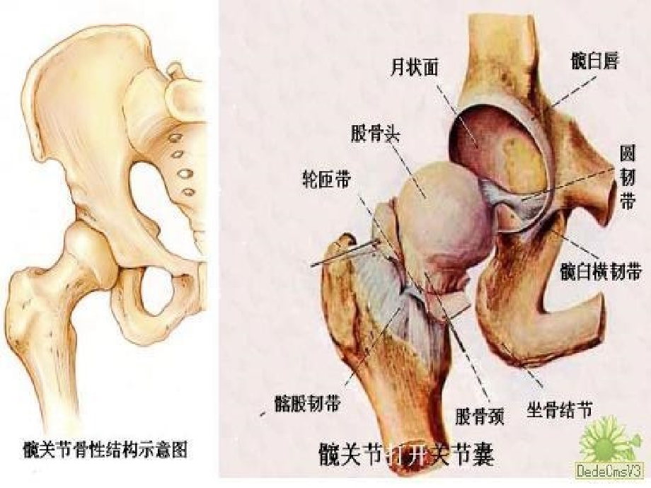 髋关节专业知识ppt课件_第1页