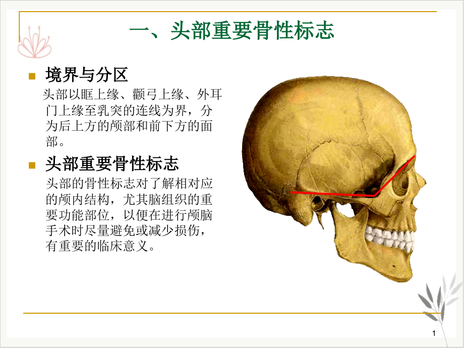 颅脑应用解剖学课件_第1页