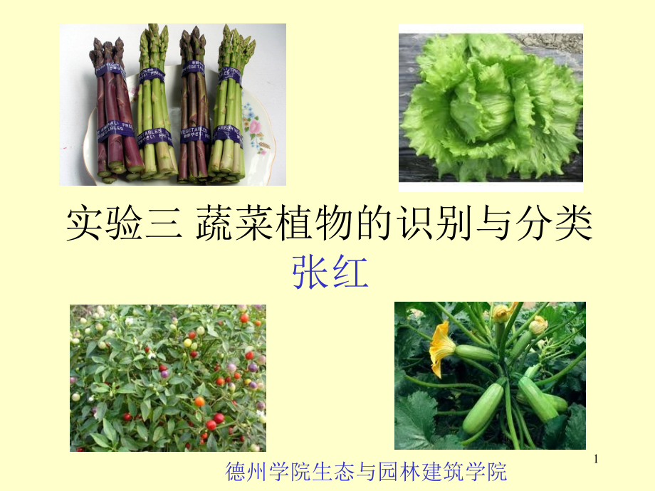 蔬菜植物的识别与分类课件_第1页